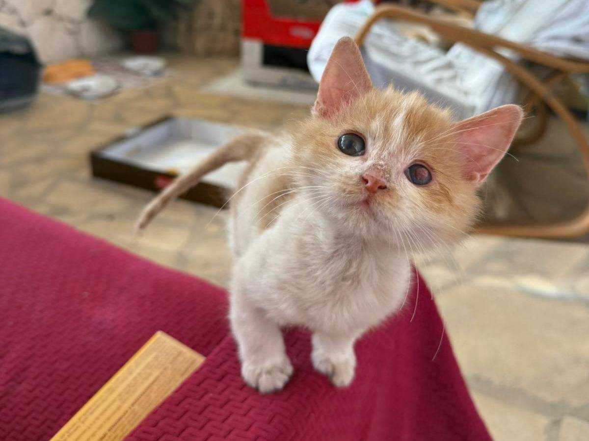 Vuoi adottare un gatto a Siracusa?