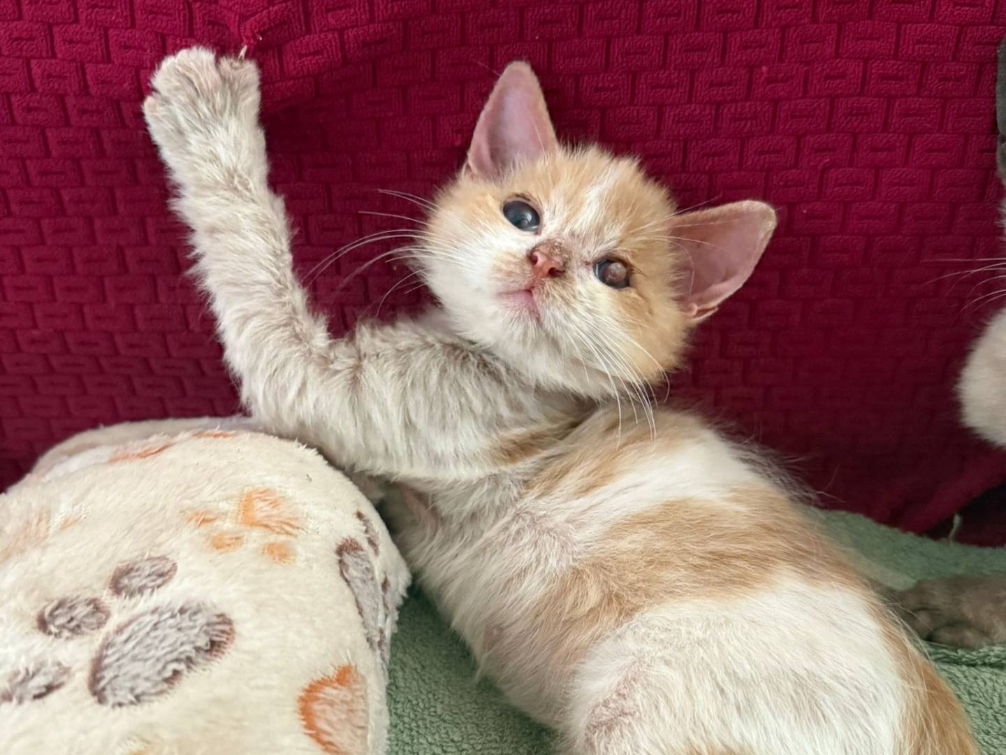 Adotta il gatto TRUDY a Siracusa