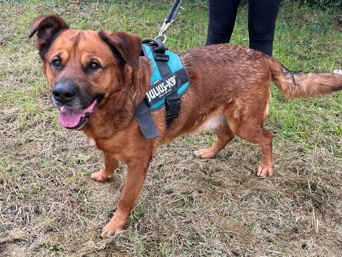 Adozione cane, maschio, Razza sconosciuta Razza sconosciuta, 8 anni e 4 mesi, taglia media, Milano