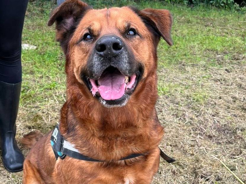 Adotta un cane, maschio, 8 anni e 4 mesi, Milano