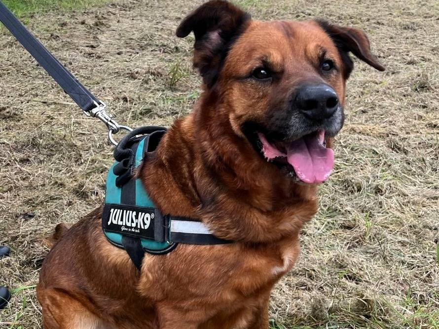 Adotta un cane, taglia media, maschio, Milano