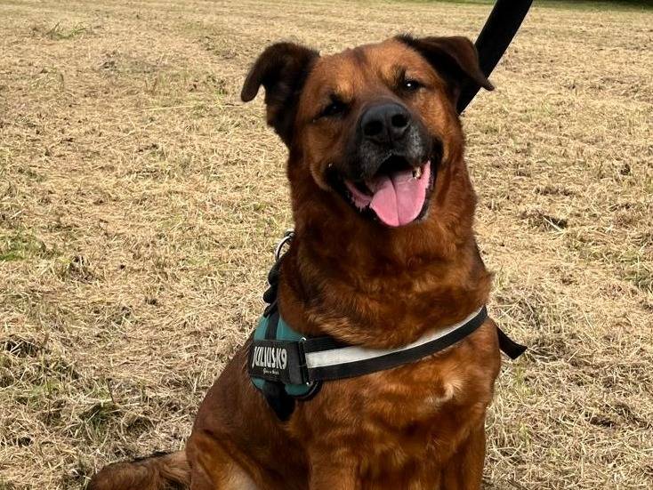 Vuoi adottare un cane a Milano?