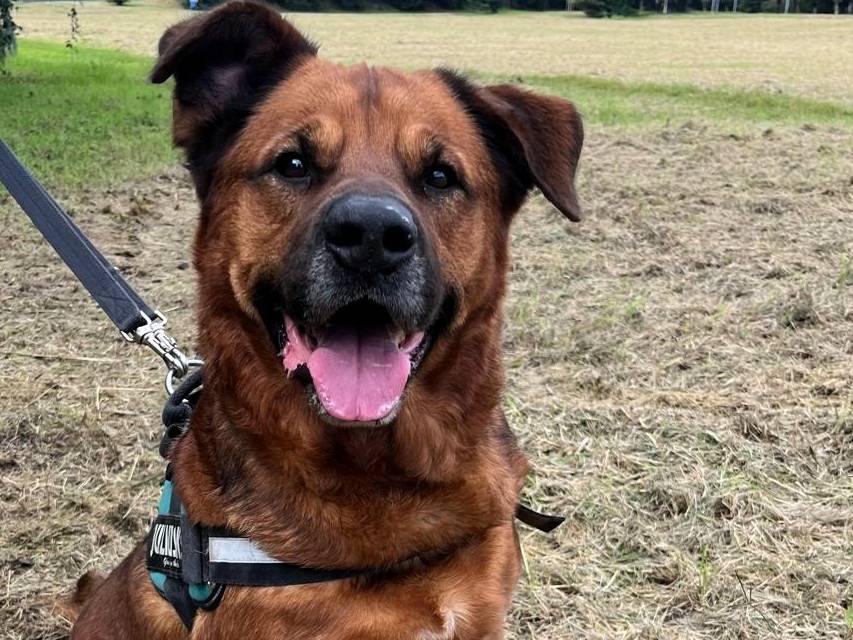 Adotta il cane JONAS a Milano