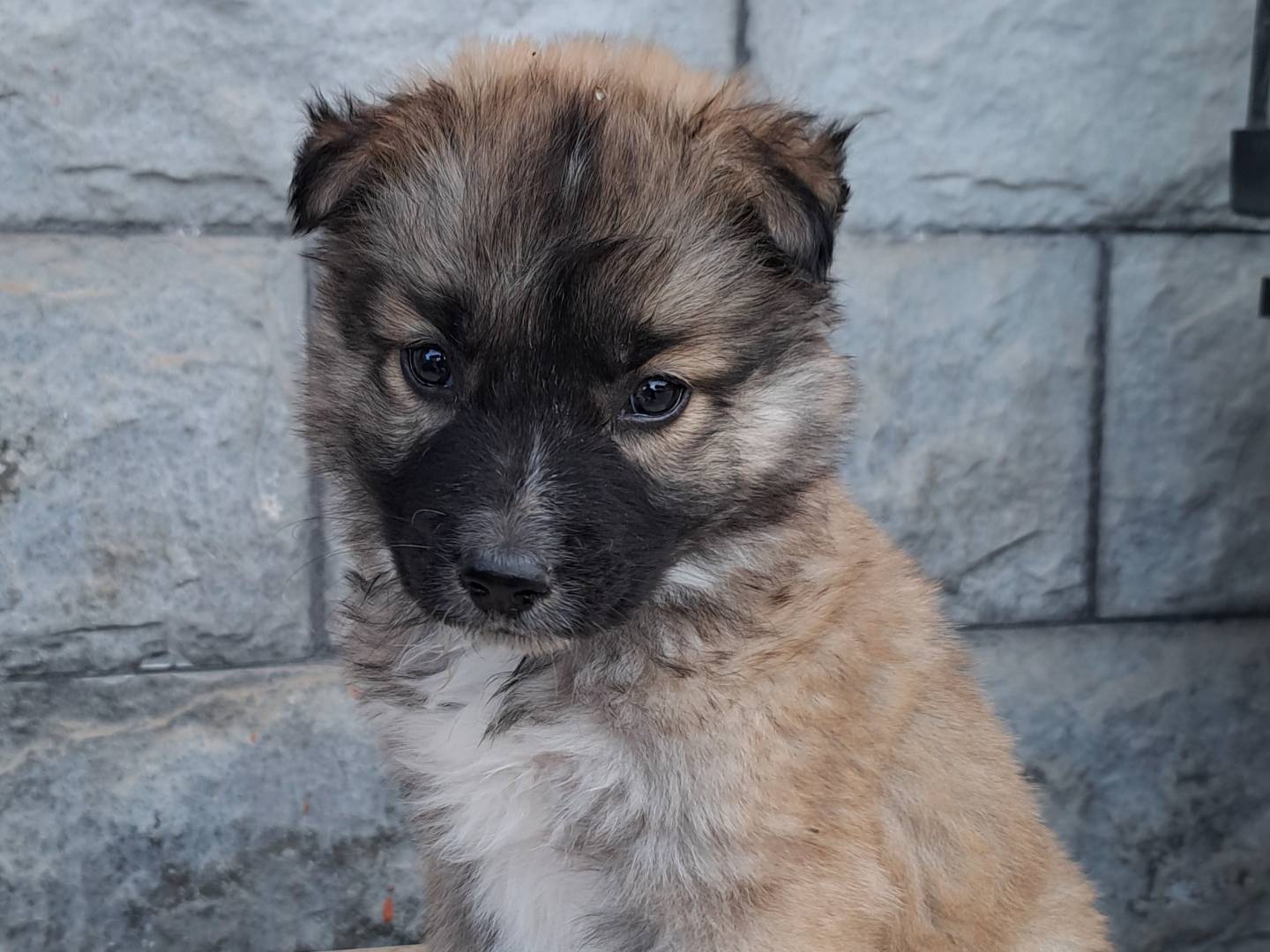 Adozione cane, femmina, Pastore tedesco Razza sconosciuta, 1 mesi, taglia media, Milano