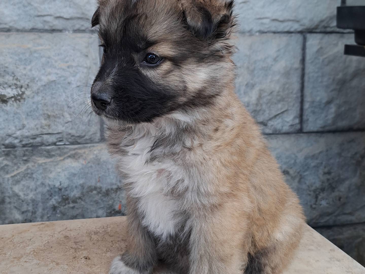 Adotta un cane, femmina, 1 mesi, Milano