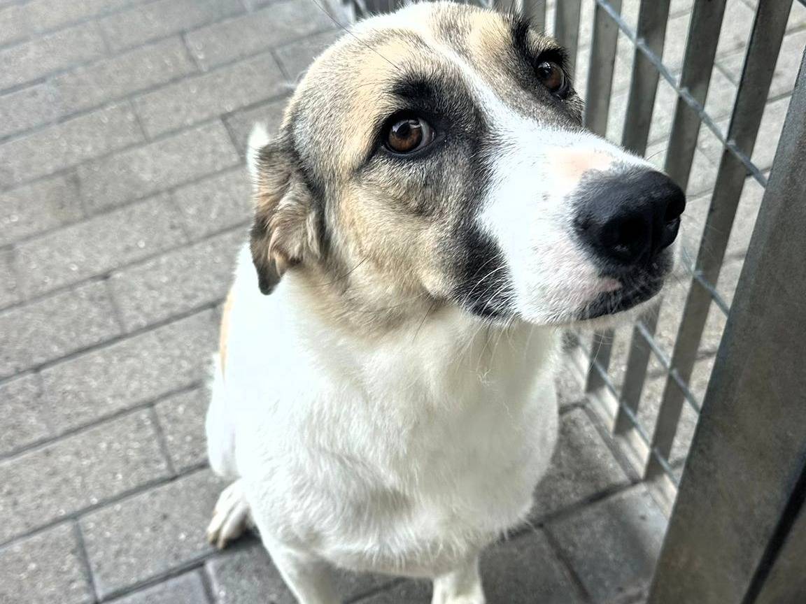 Adozione cane, femmina, Razza sconosciuta Razza sconosciuta, 3 anni e 9 mesi, taglia media, Milano