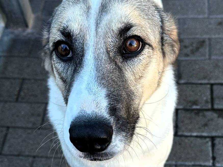 Adotta un cane, femmina, 3 anni e 9 mesi, Milano