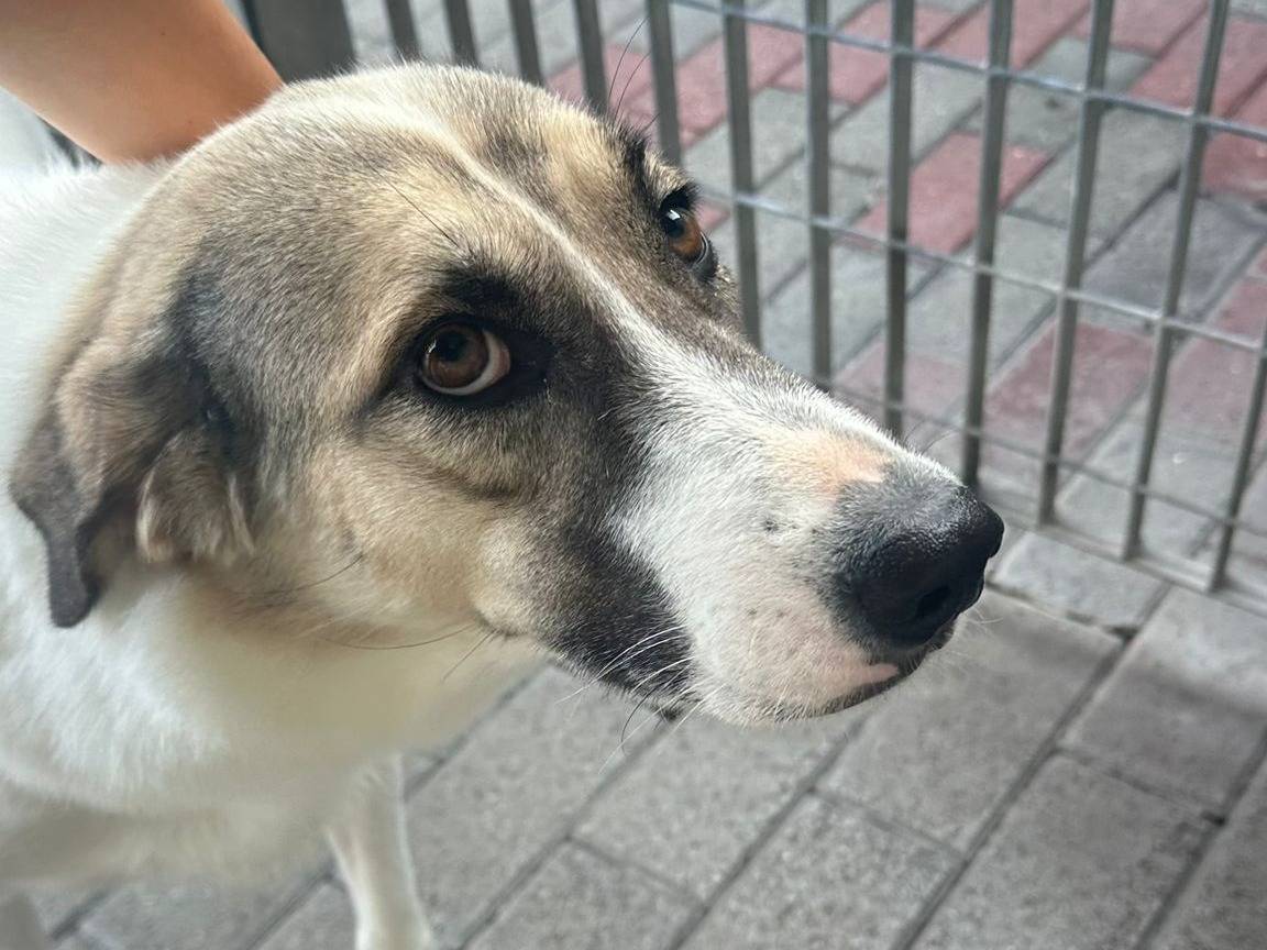 Adotta un cane, taglia media, femmina, Milano