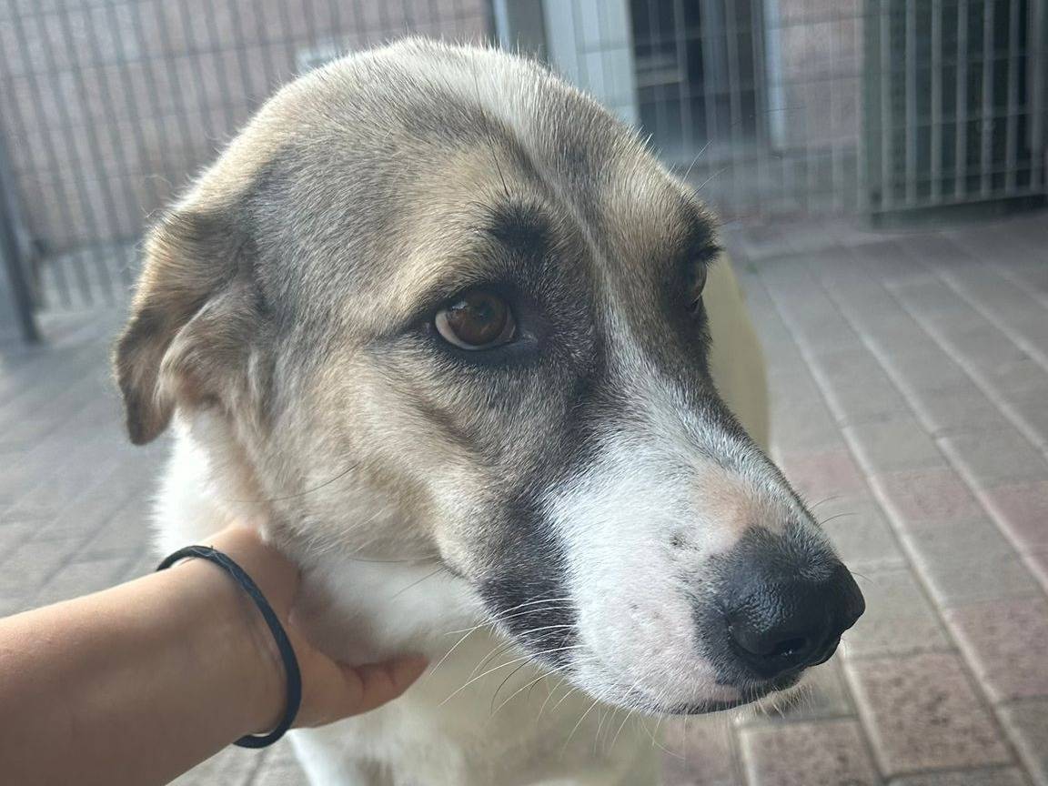 Vuoi adottare un cane a Milano?