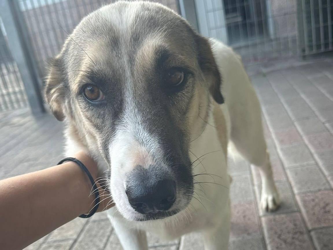 Adotta il cane COCA a Milano