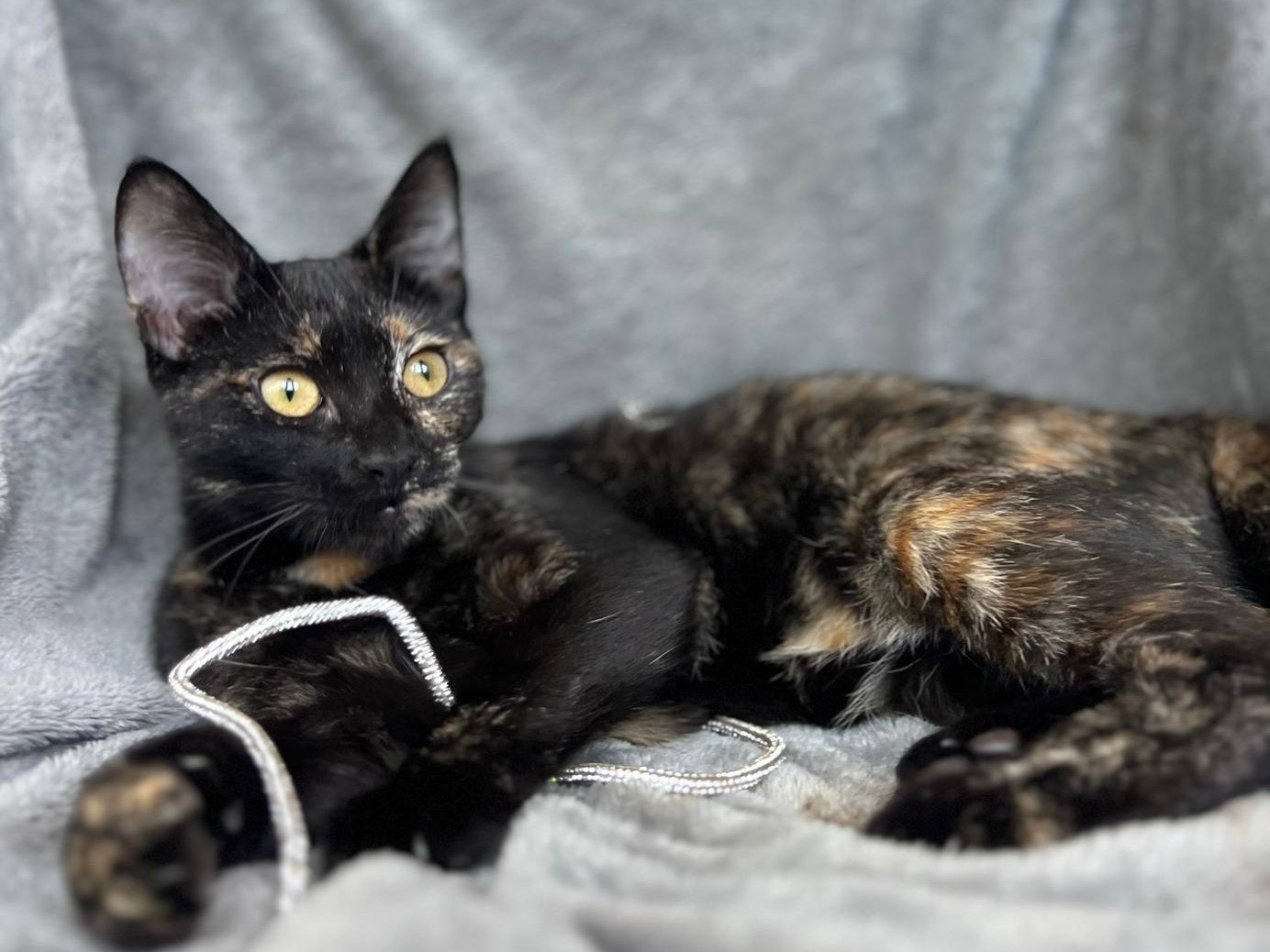 Vuoi adottare un gatto a Bari?