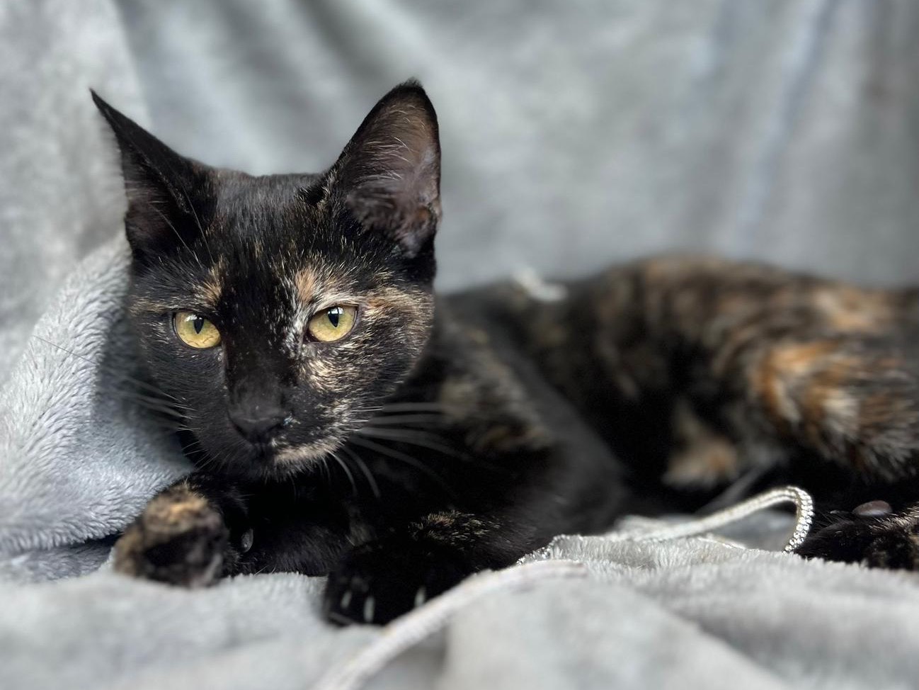 Adotta il gatto Margot a Bari