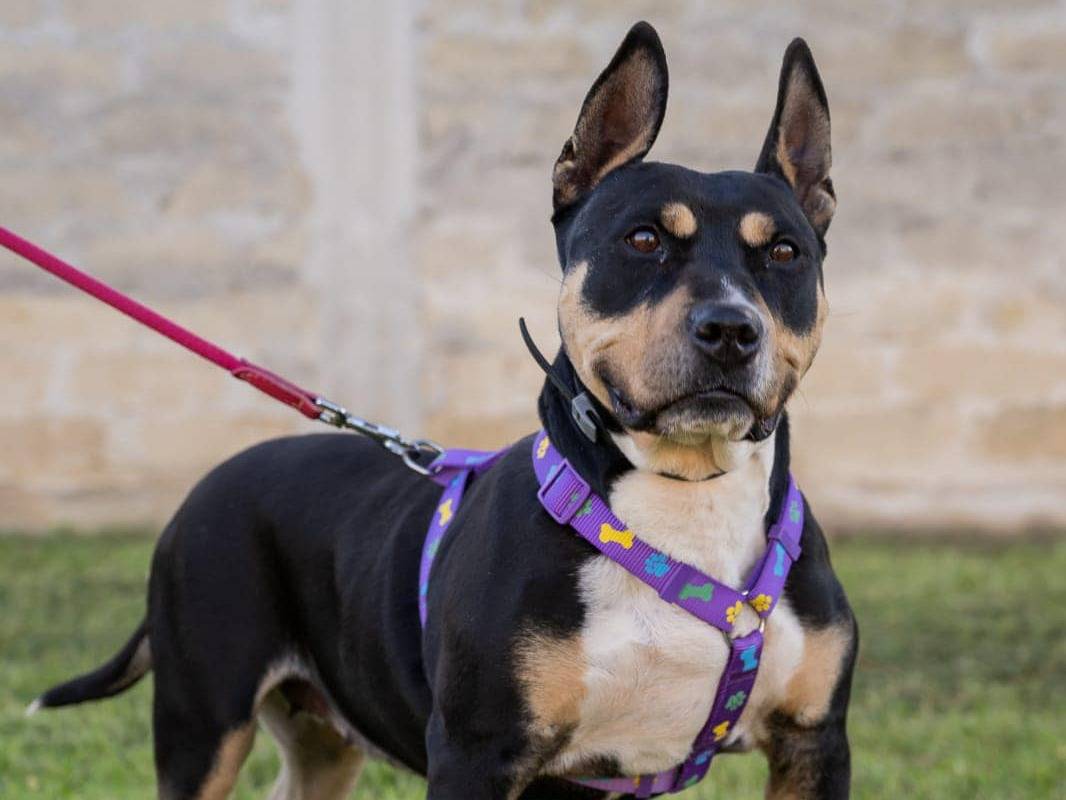 Vuoi adottare un cane a Bari?