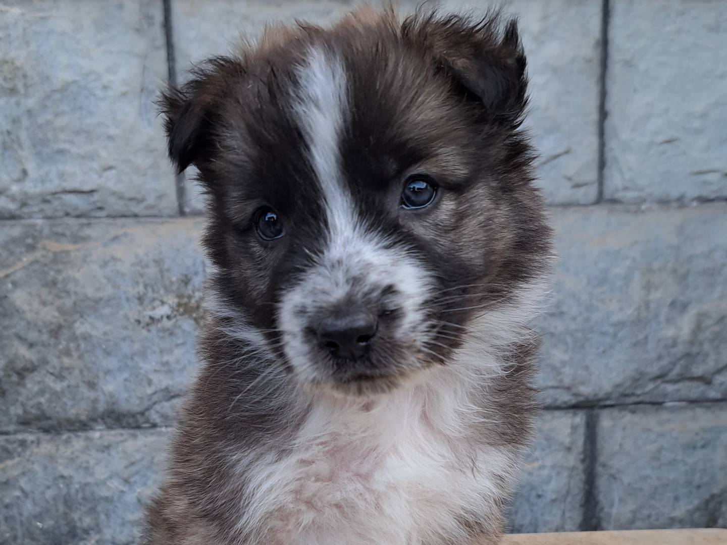 Adozione cane, maschio, Pastore tedesco Razza sconosciuta, 2 mesi, taglia media, Savona
