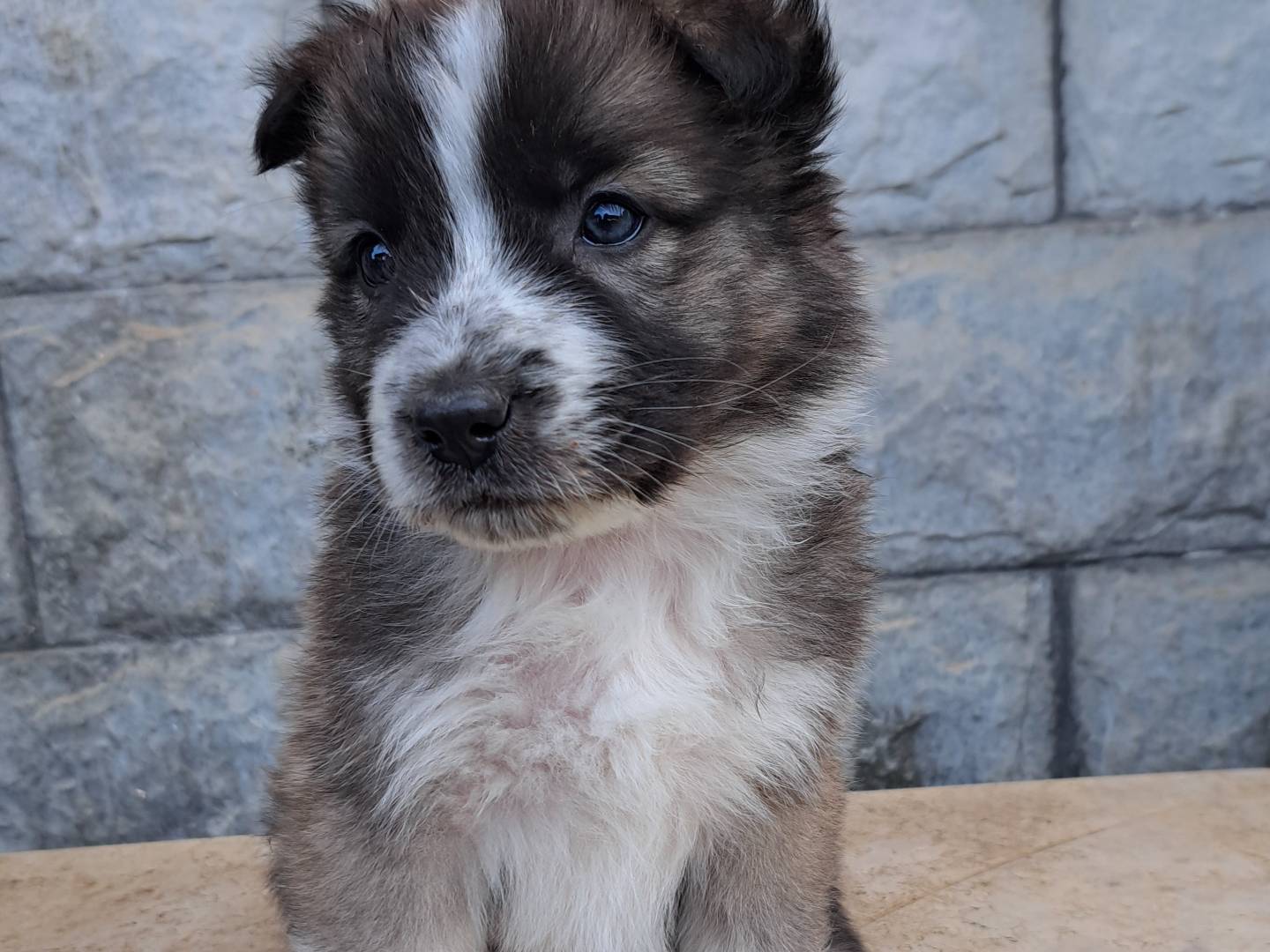 Adotta un cane, maschio, 2 mesi, Savona