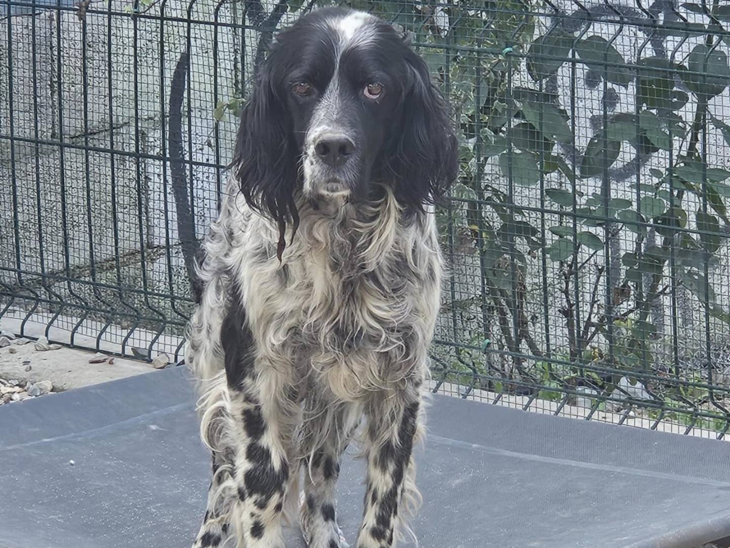 Vuoi adottare un cane a Avellino?