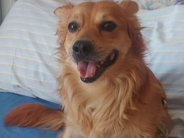 Adozione cane, maschio, Razza sconosciuta Razza sconosciuta, 3 anni e 11 mesi, taglia piccola, Napoli