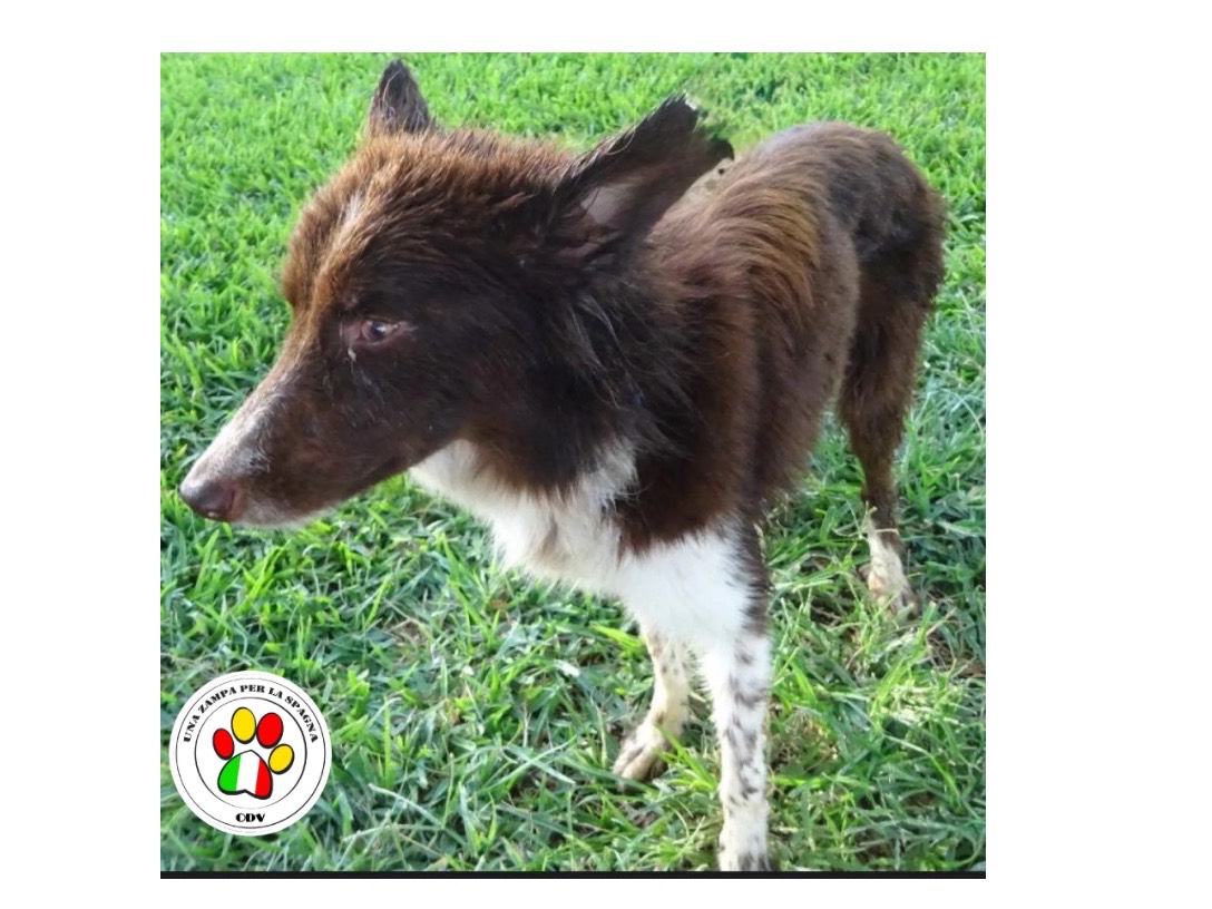 Adozione cane, maschio, Border Collie Razza sconosciuta, 1 anno e 1 mese, taglia media contenuta, Milano