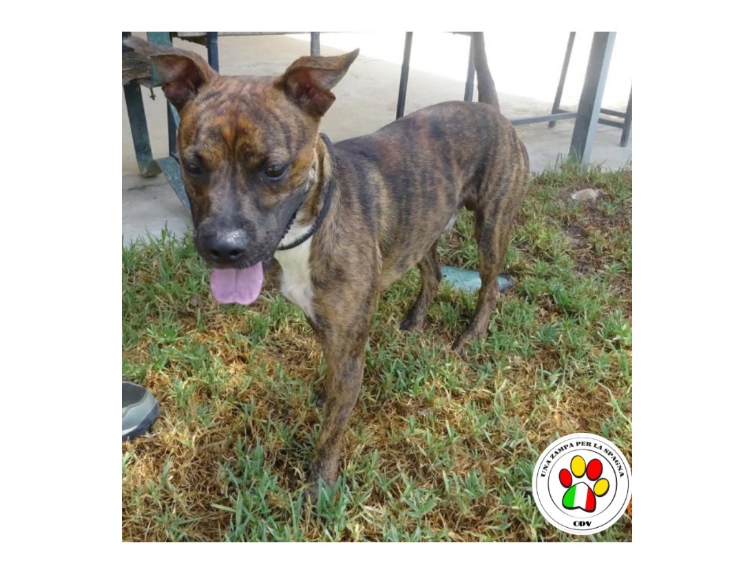 Adozione cane, maschio, Razza sconosciuta Razza sconosciuta, 2 anni e 1 mese, taglia media contenuta, Milano