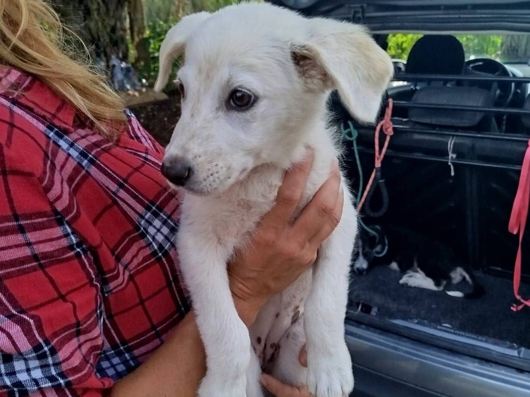 Adozione cane, femmina, Razza sconosciuta Razza sconosciuta, 1 mesi, taglia media, Agrigento