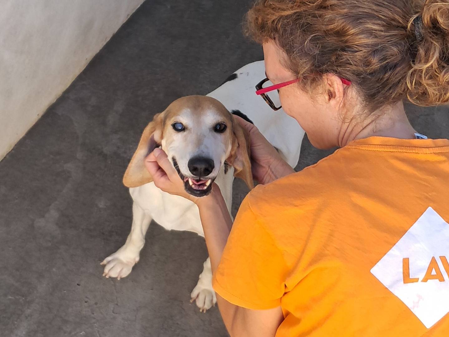 Adotta un cane, taglia media contenuta, maschio, Agrigento