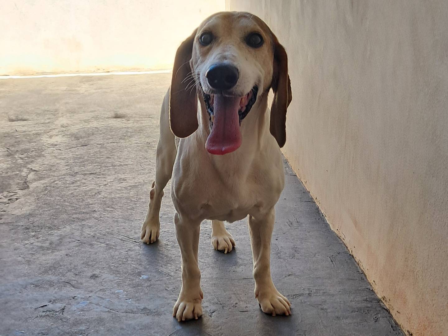 Adotta il cane Vinicio  a Agrigento