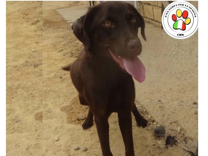 Adozione cane, femmina, Labrador Retriever Razza sconosciuta, 2 anni e 1 mese, taglia media, Milano