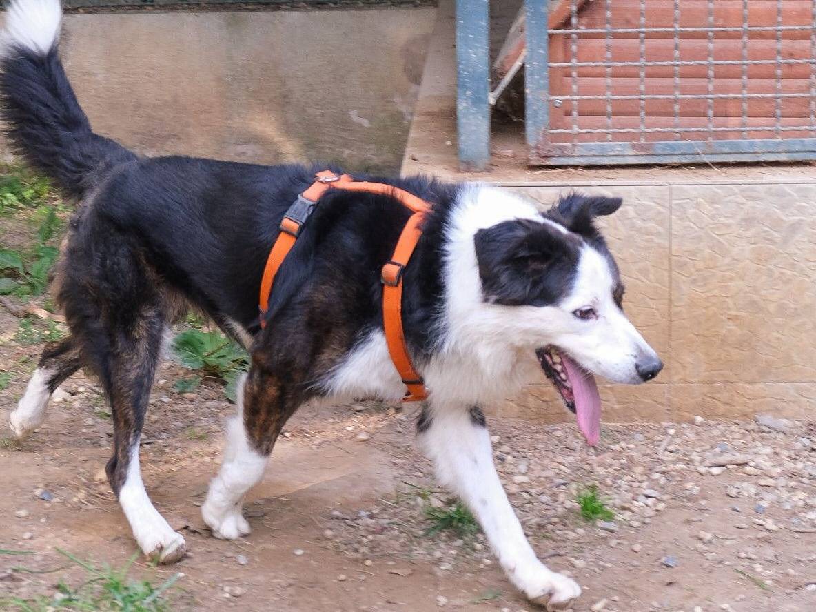 Vuoi adottare un cane a Torino?