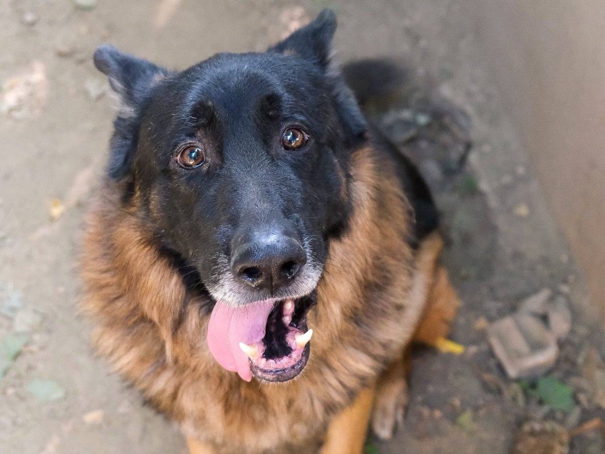 Vuoi adottare un cane a Torino?