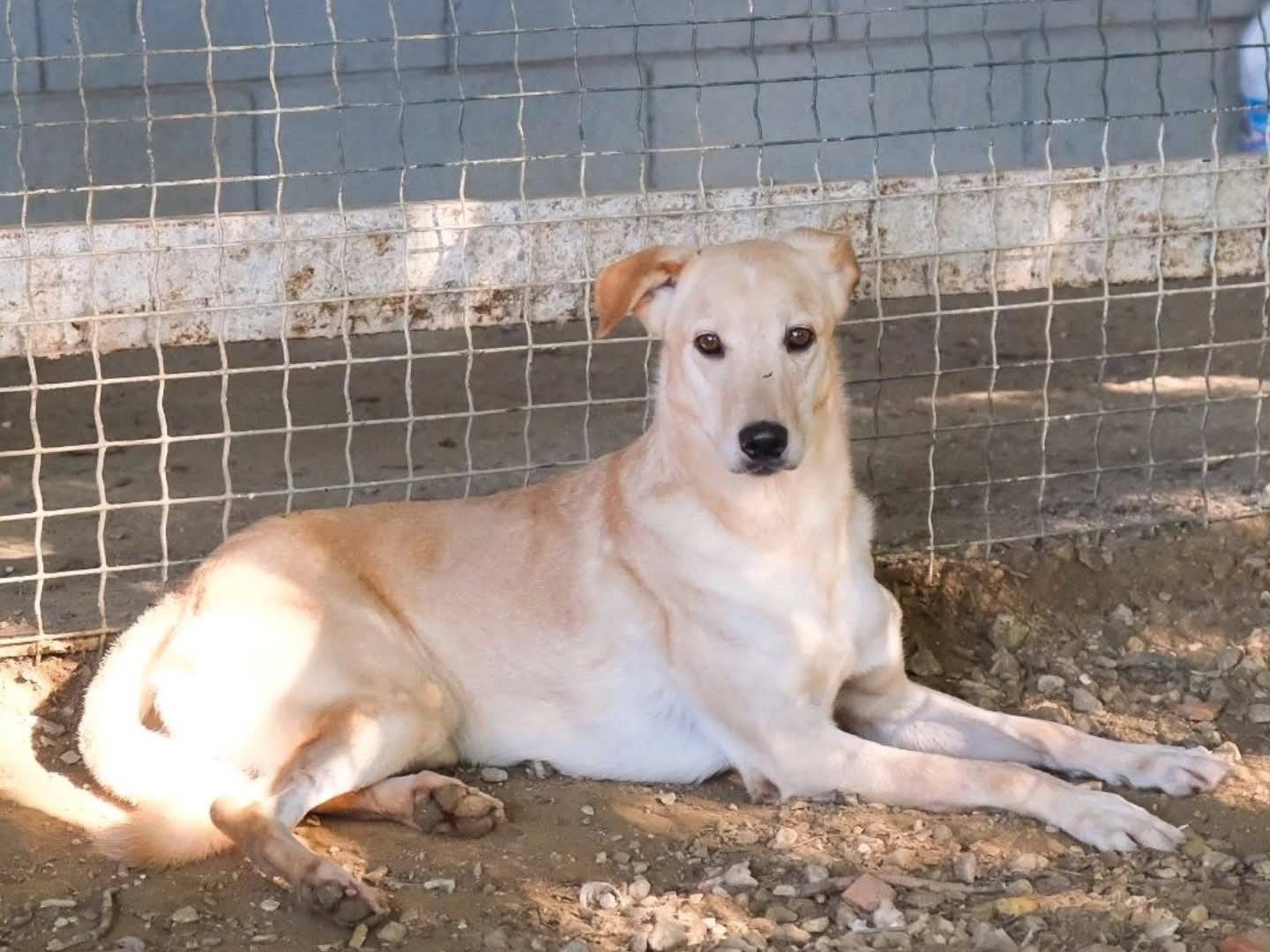 Adozione cane, femmina, Razza sconosciuta Razza sconosciuta, 6 anni e 1 mese, taglia media, Torino
