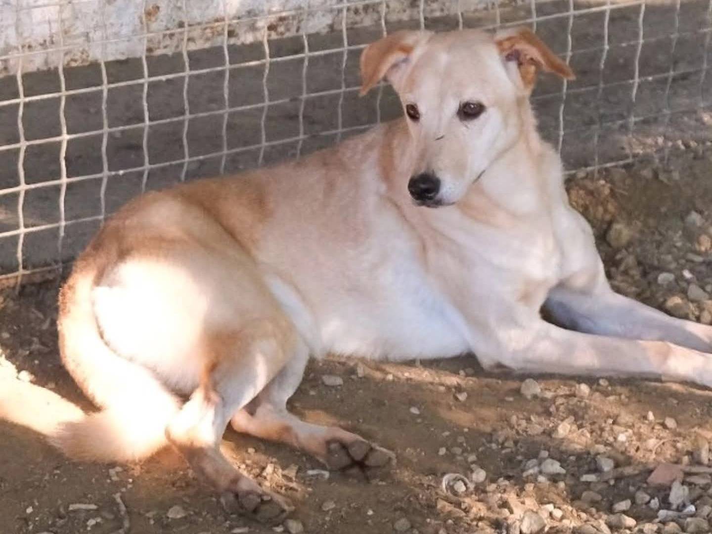 Adotta un cane, femmina, 6 anni e 1 mese, Torino