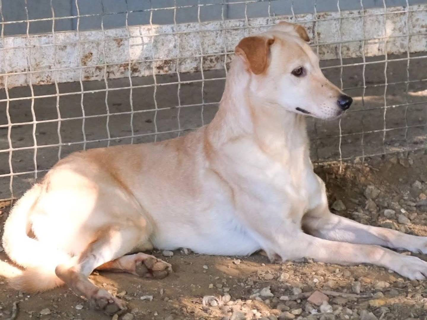 Adotta un cane, taglia media, femmina, Torino