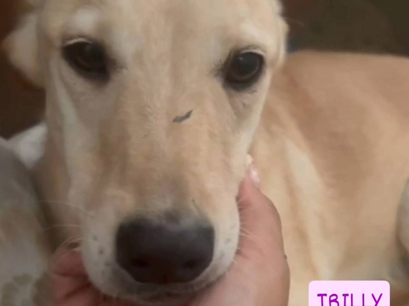 Vuoi adottare un cane a Torino?