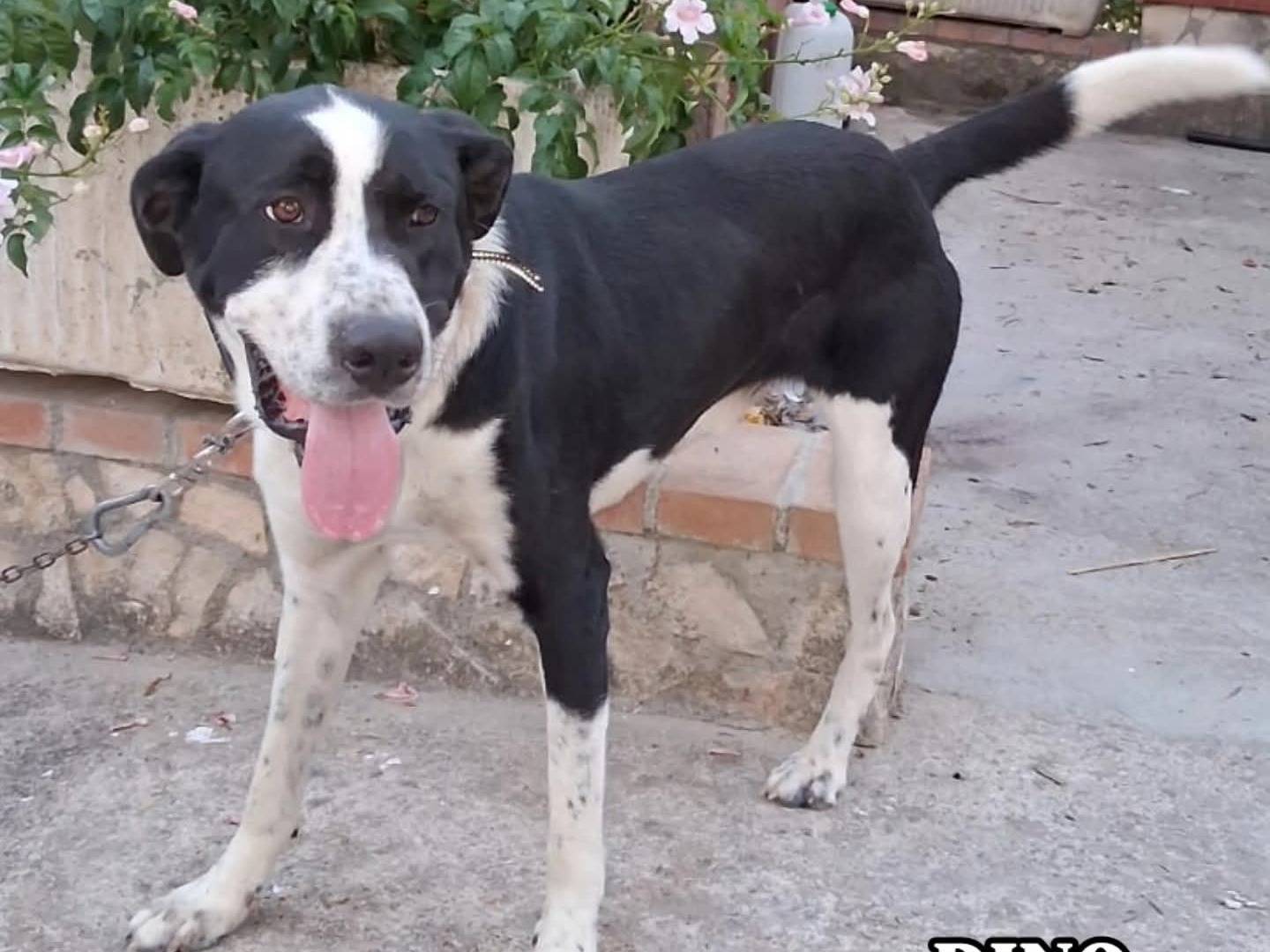 Adozione cane, maschio, Razza sconosciuta Razza sconosciuta, 2 anni e 4 mesi, taglia grande, Torino