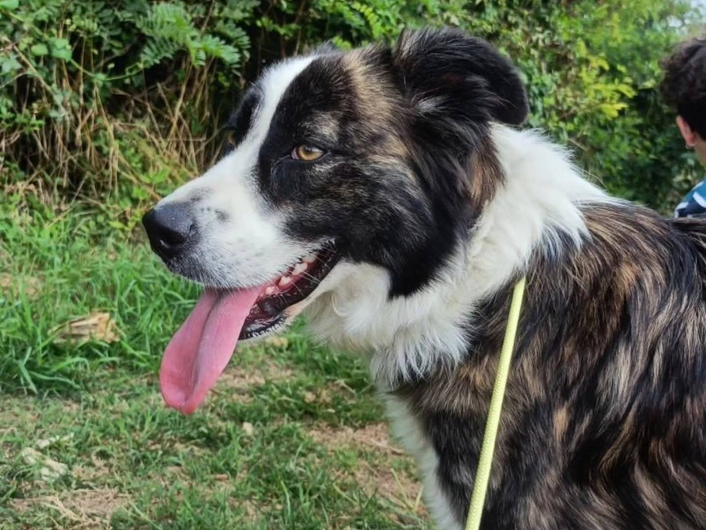 Adozione cane, femmina, Razza sconosciuta Razza sconosciuta, 3 anni e 4 mesi, taglia media, Torino
