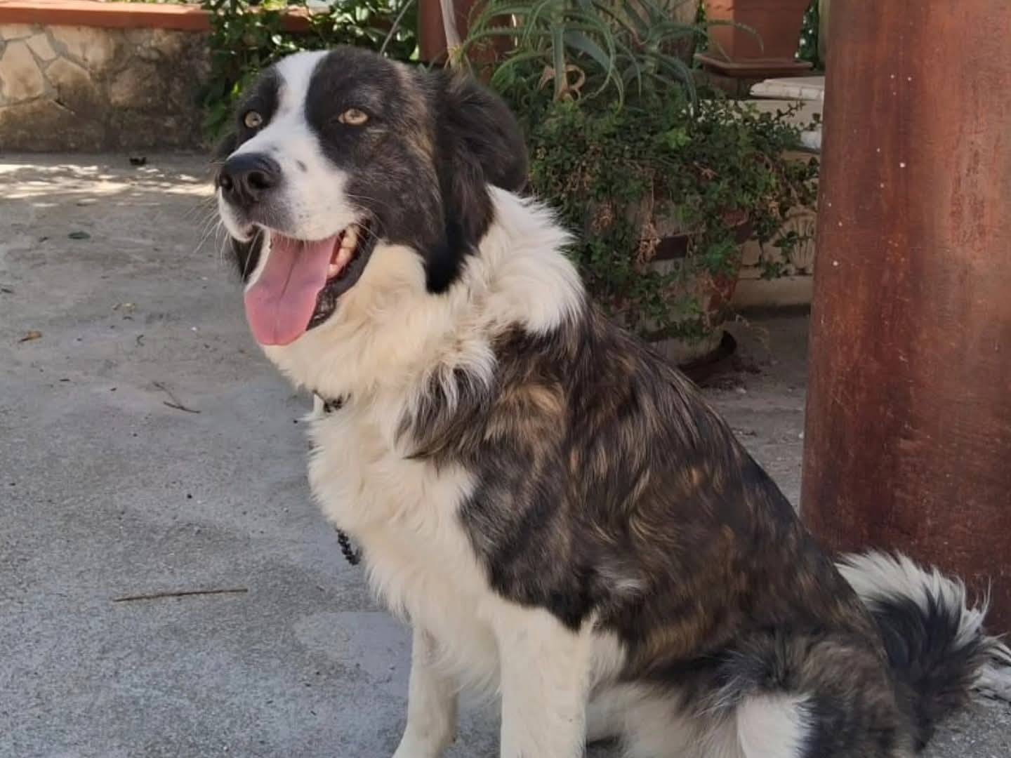 Adotta un cane, femmina, 3 anni e 4 mesi, Torino