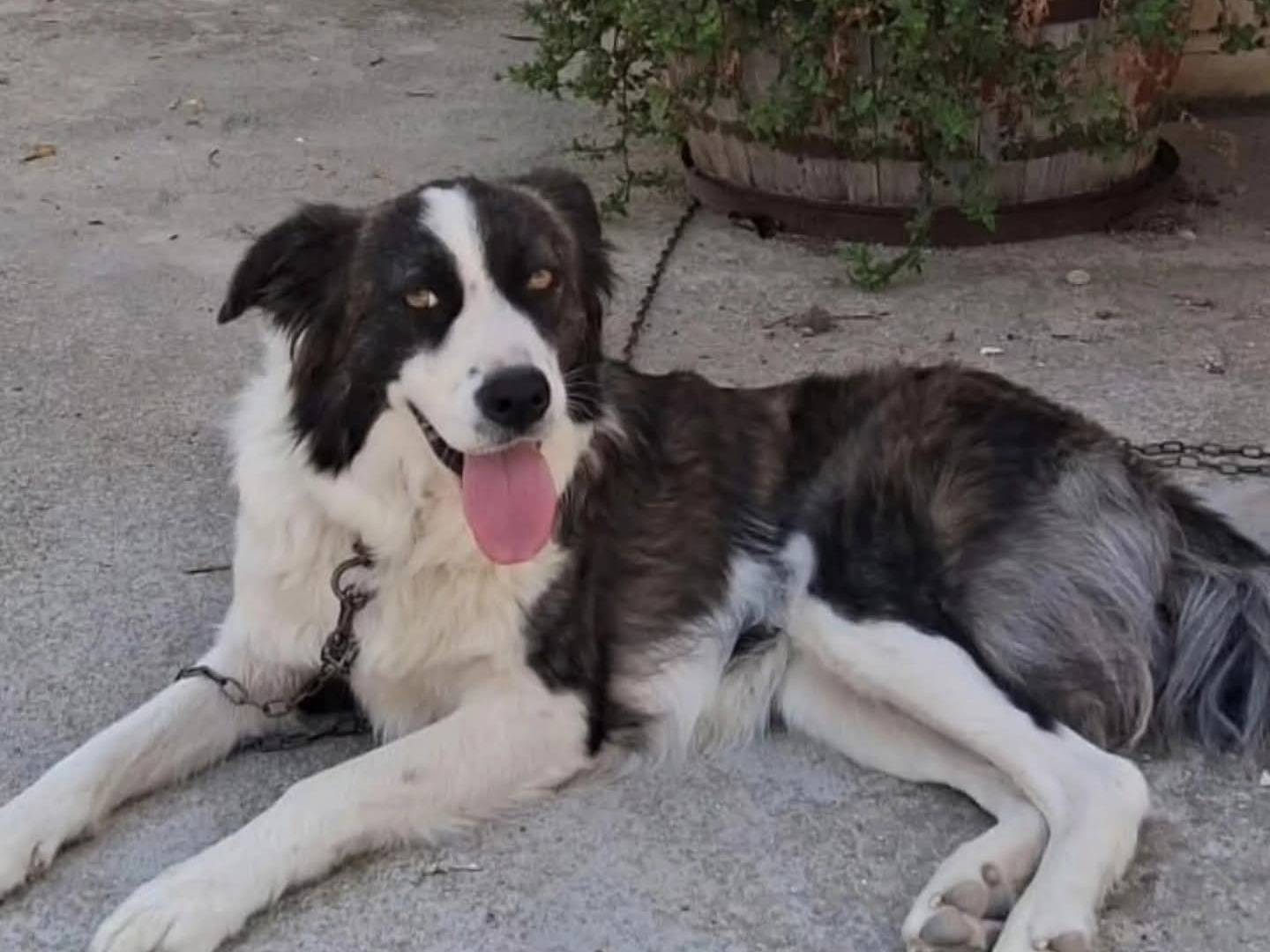 Adotta un cane, taglia media, femmina, Torino