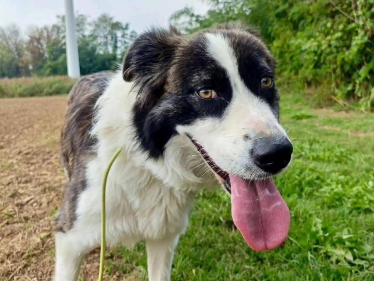 Vuoi adottare un cane a Torino?