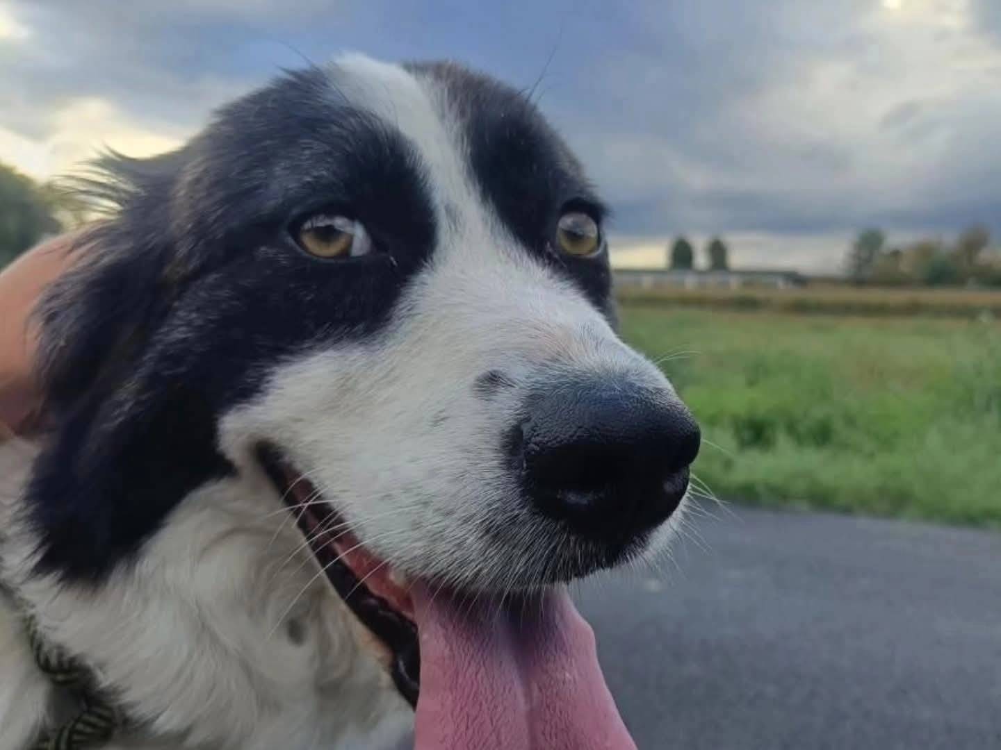 Adotta il cane Mika a Torino