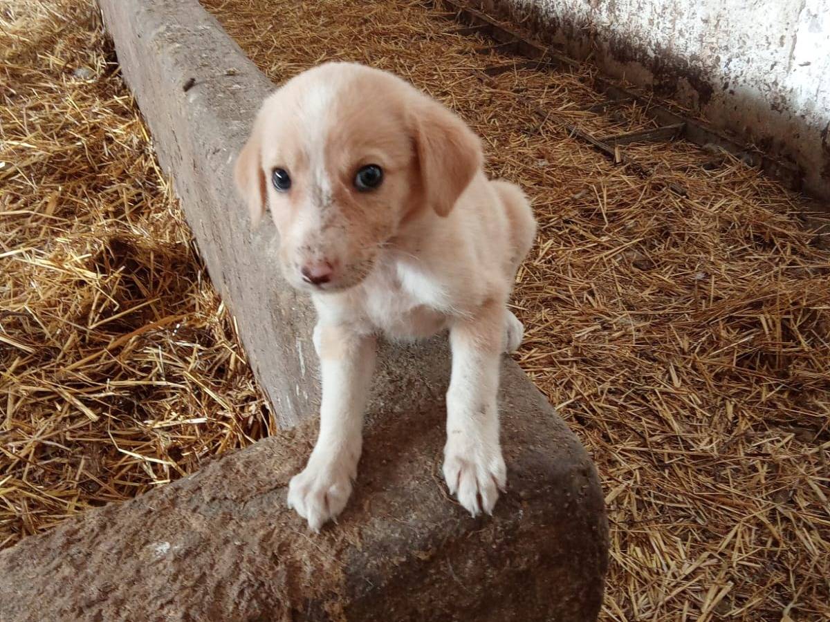 Foto 1 dell'animale