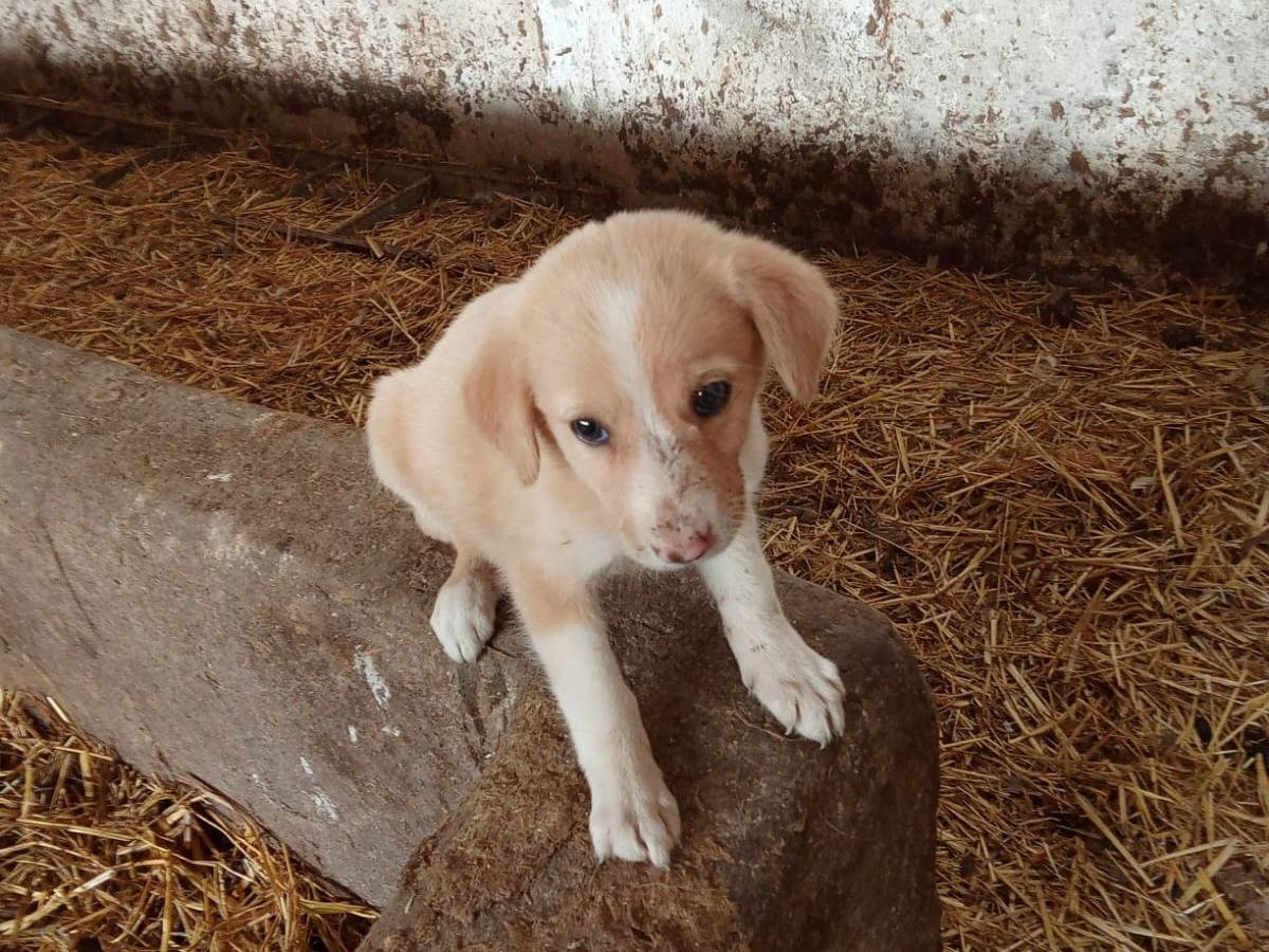 Foto 3 dell'animale