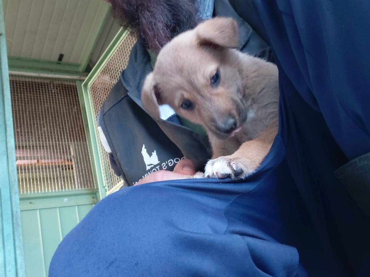 Vuoi adottare un cane a Caserta?