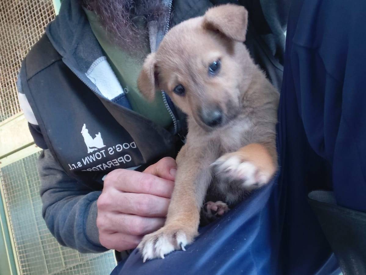 Adotta il cane Dea a Caserta
