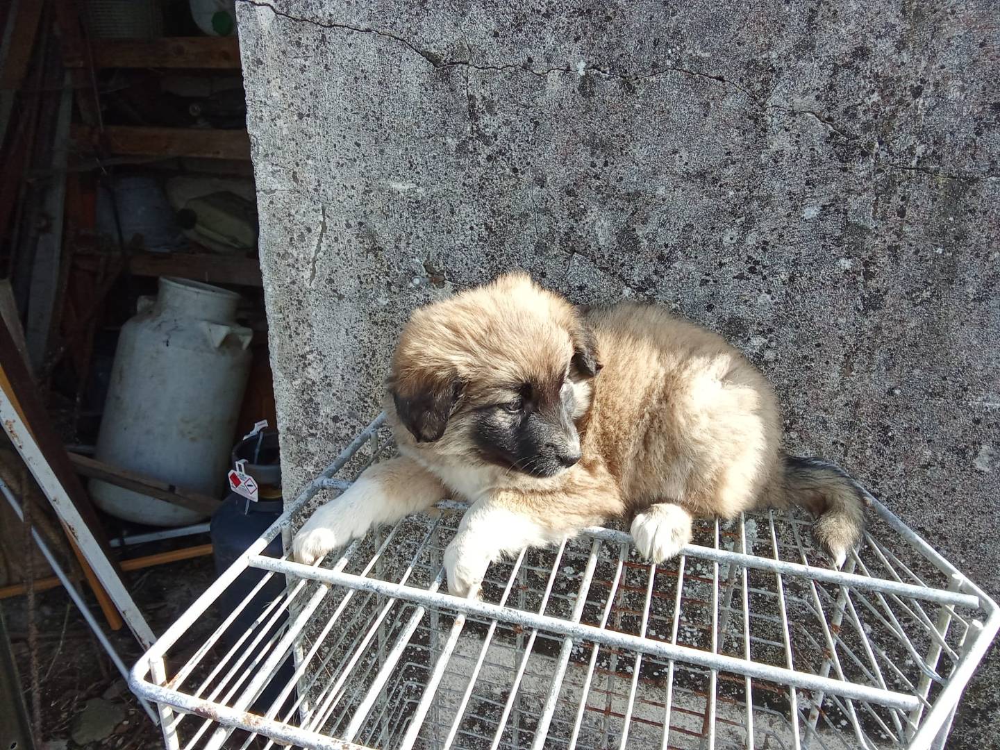 Adotta un cane, femmina, 2 mesi, Avellino