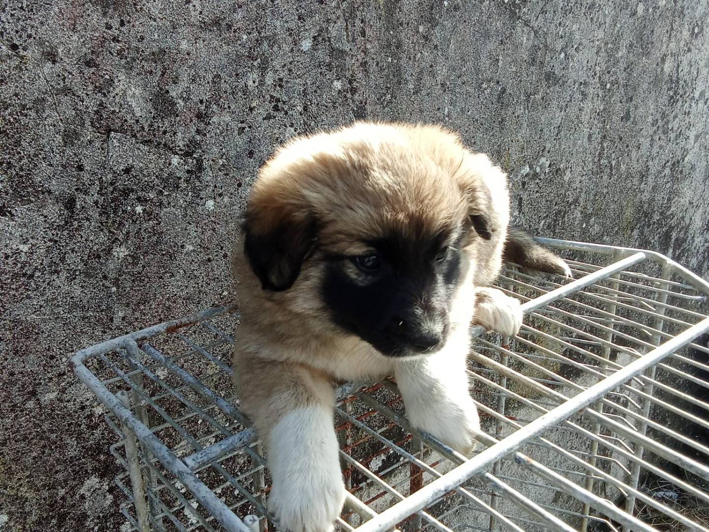Adotta un cane, taglia media, femmina, Avellino