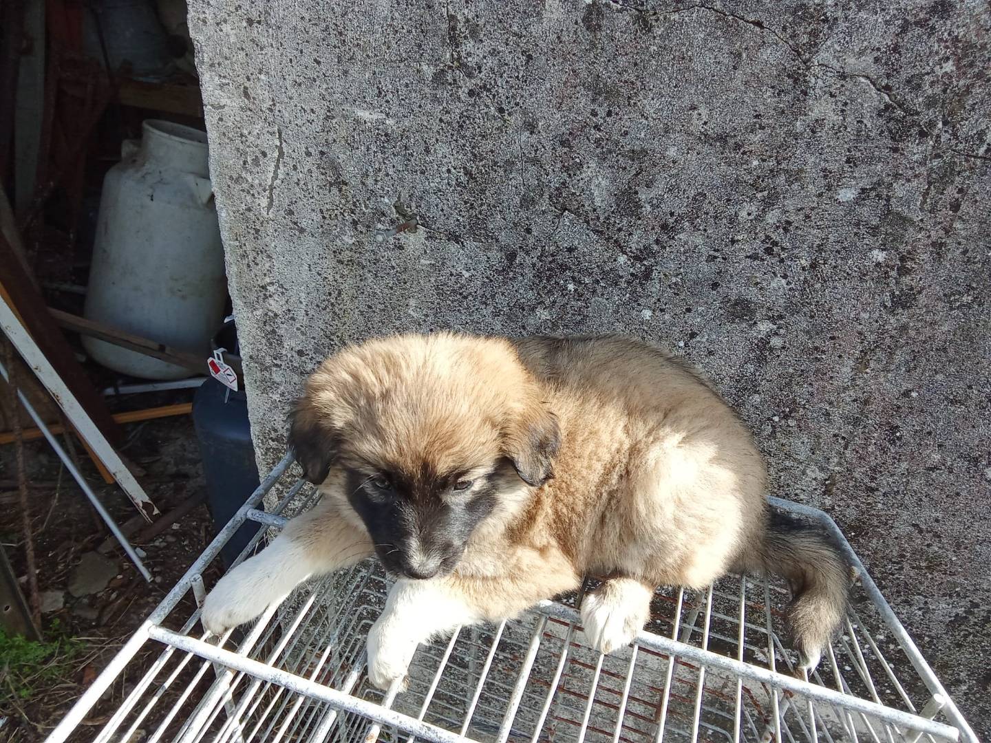 Vuoi adottare un cane a Avellino?