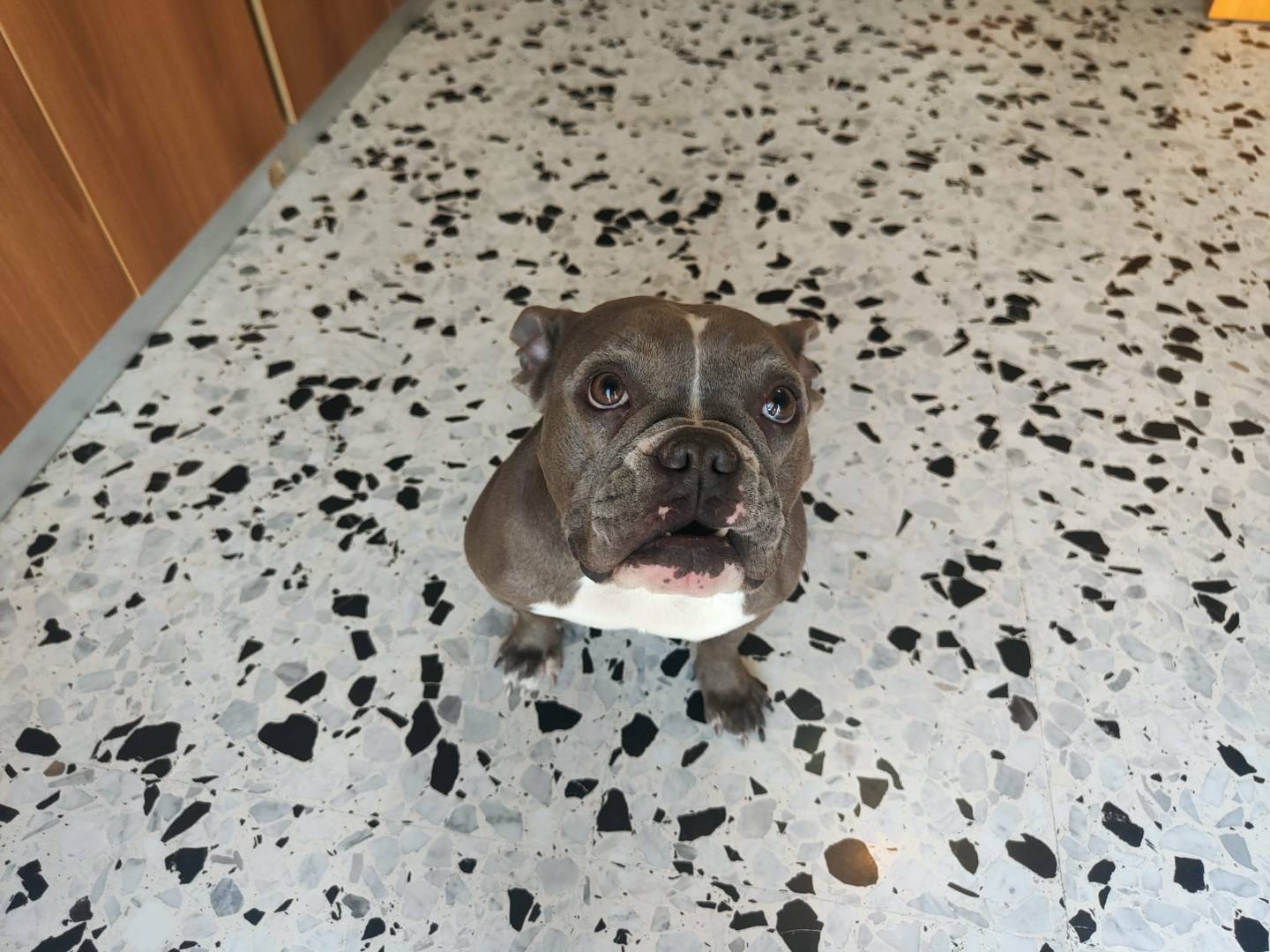 Adozione cane, femmina, Razza sconosciuta Razza sconosciuta, 2 anni e 3 mesi, taglia media, Napoli