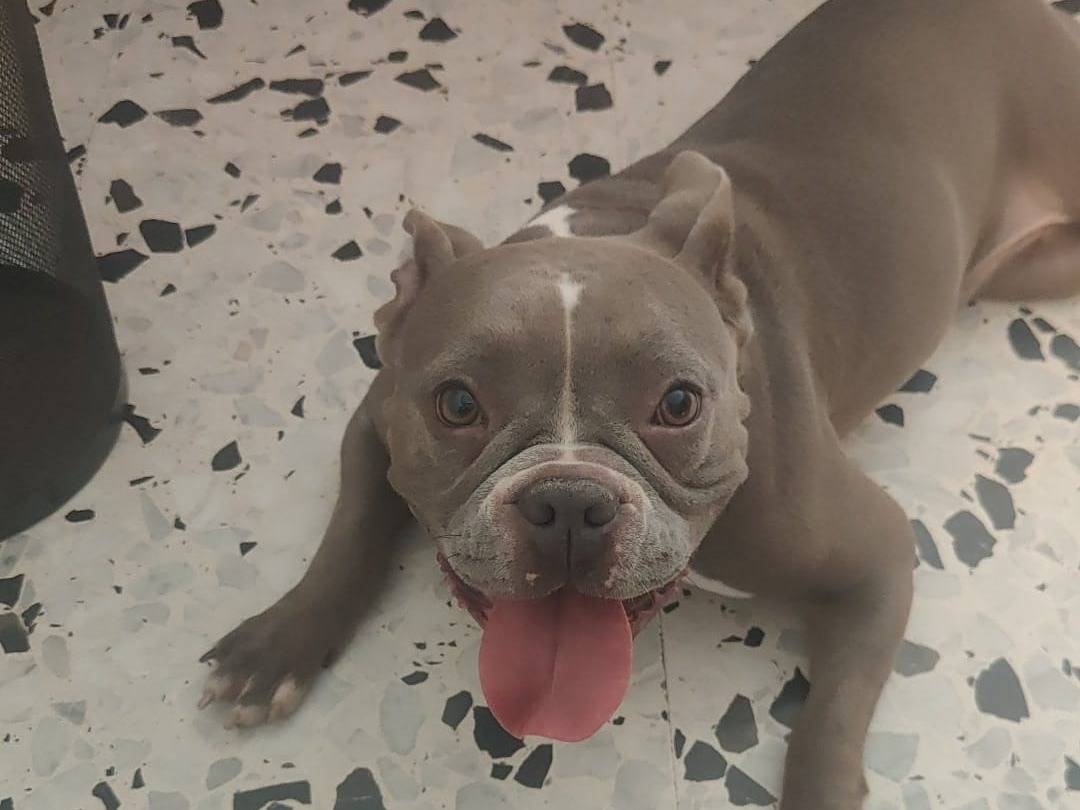 Adotta un cane, femmina, 2 anni e 3 mesi, Napoli