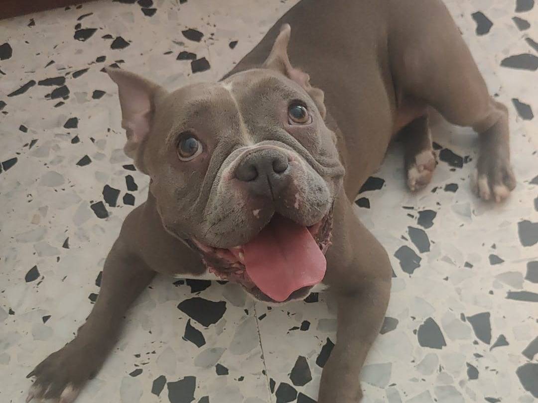 Adotta un cane, taglia media, femmina, Napoli