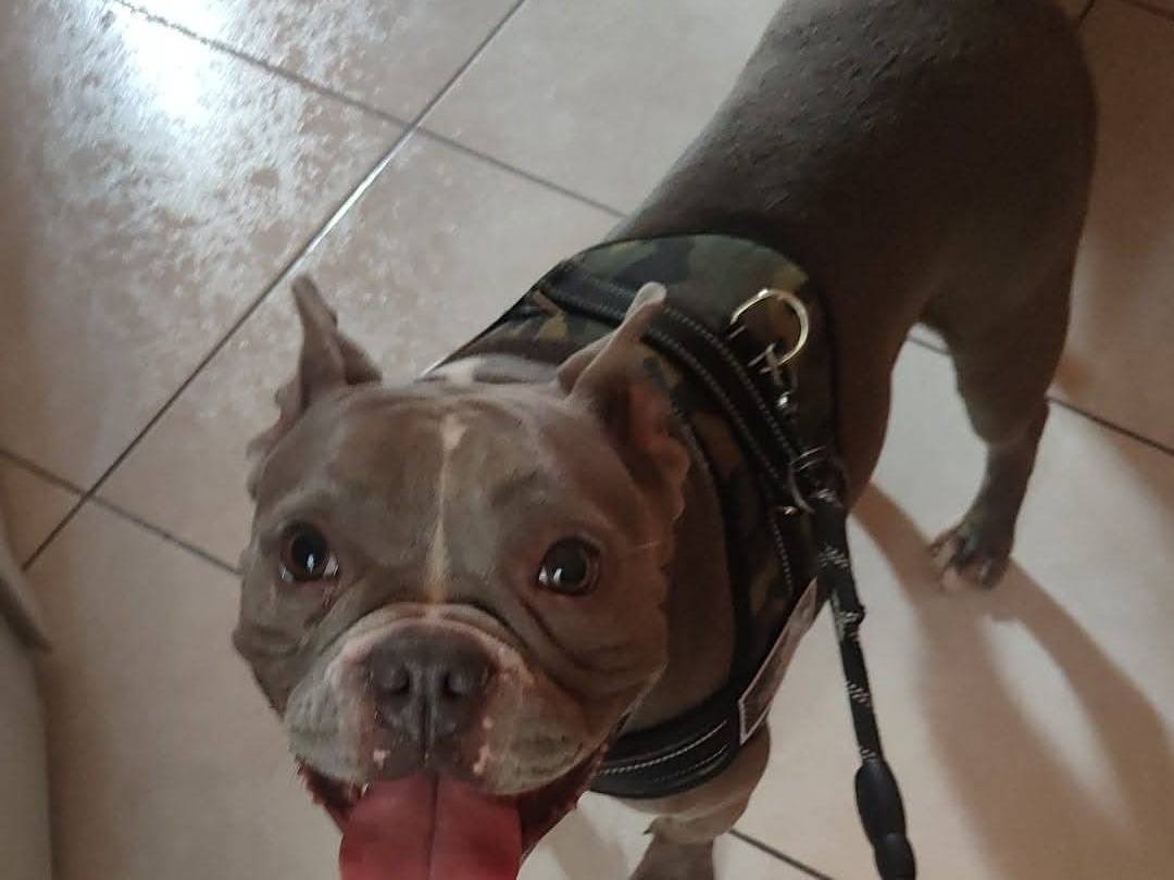 Vuoi adottare un cane a Napoli?